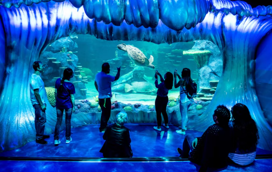 Sea Life Sydney Aquarium Tickets - Image 3